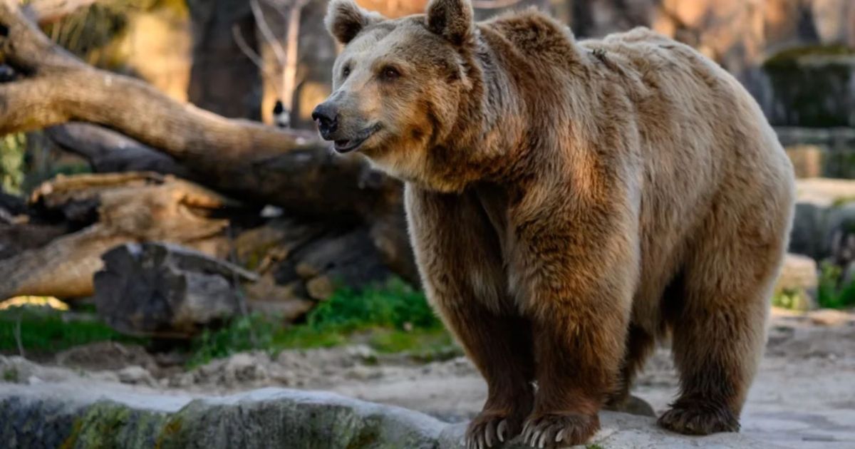 Brincadeira que saiu do controle? Mulher cria urso com inteligência artificial e provoca buscas na Rússia