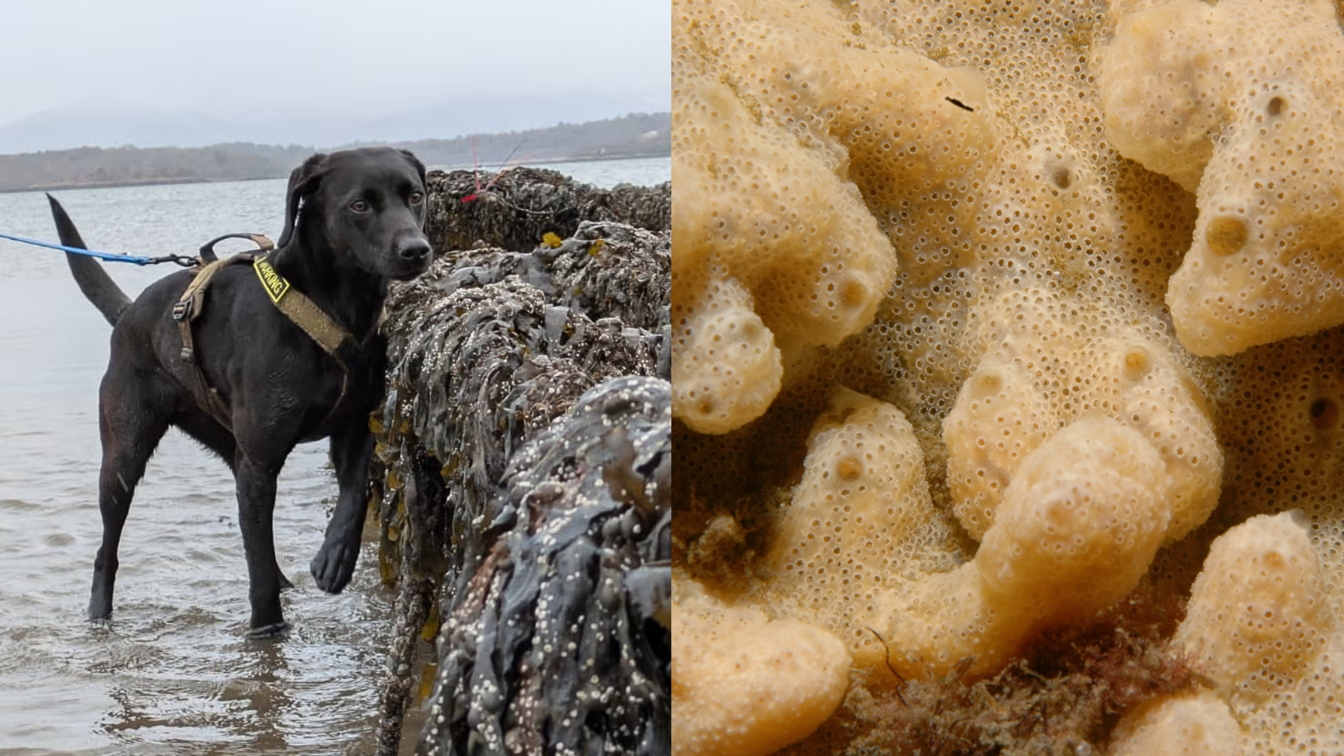 Cachorro labrador de pelagem preta investiga rochas em costa de mar frio