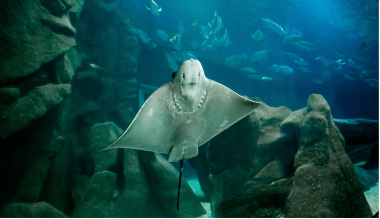 Raia pode ser observada pelos visitantes durante o passeio pelo AquaRio, que reúne cerca de 10 mil animais de 350 espécies e terá atividades especiais para o mês das crianças, incluindo caça ao tesouro, oficinas e distribuição de brindes.