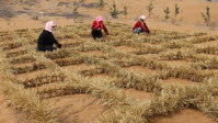A China aprendeu a domar o deserto para proteger uma linha de trem. Agora, os tabuleiros de palha estão fazendo a vegetação voltar