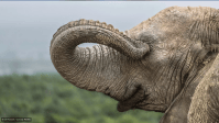 "Louva-a-deus sexy" e "Jacaré Elvis": veja as finalistas do Comedy Wildlife Awards 2026, premiação internacional destinada a fotos mais engraçadas da vida selvagem