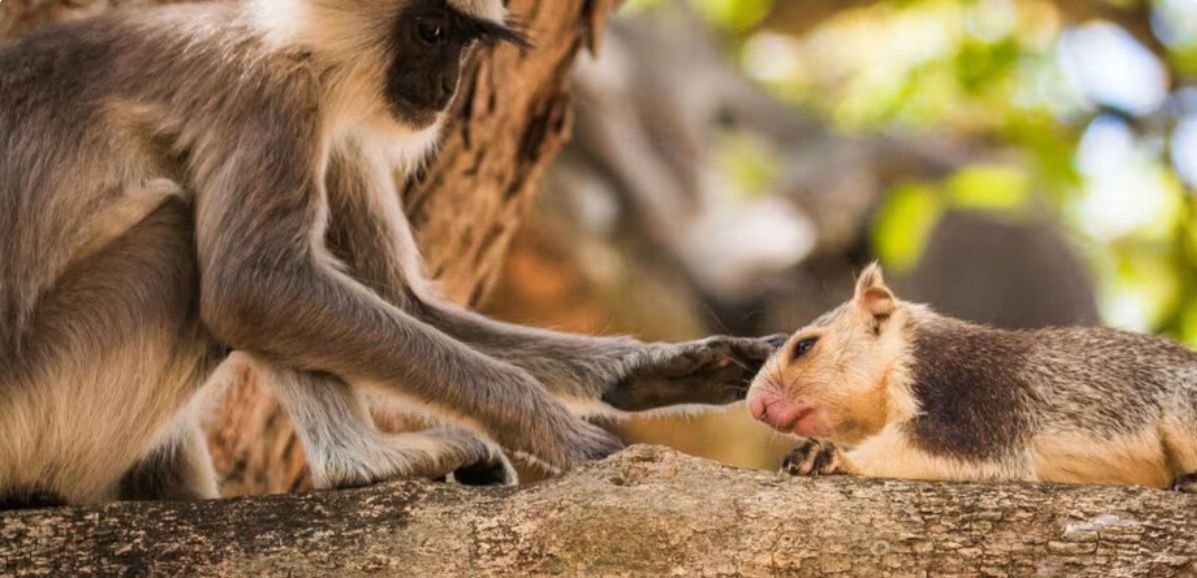 Não somos os únicos: por que os primatas também adotam seus próprios "animais de estimação"?