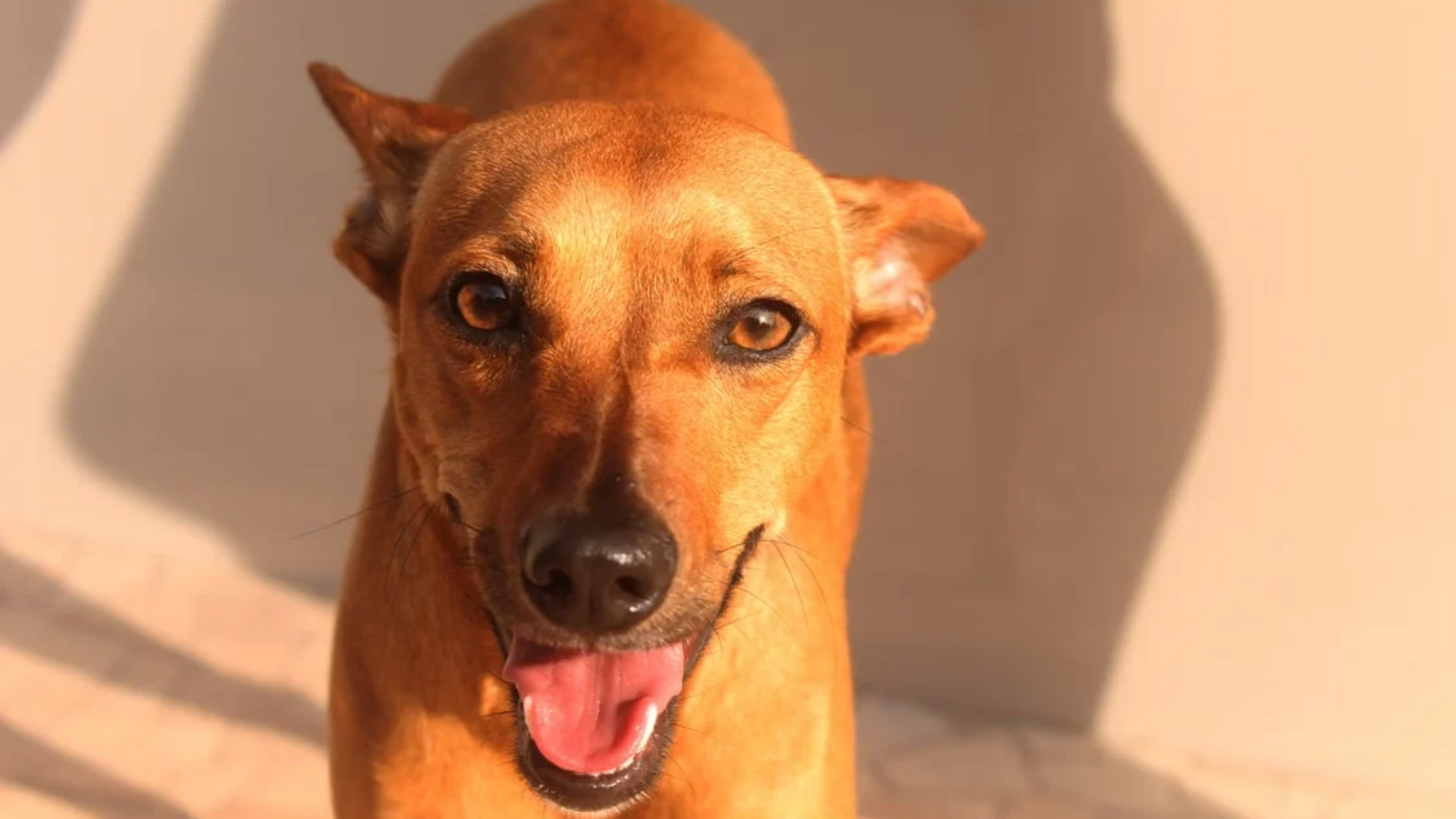 Vira-lata caramelo, cachorro que inspirou personagem de jogo brasileiro