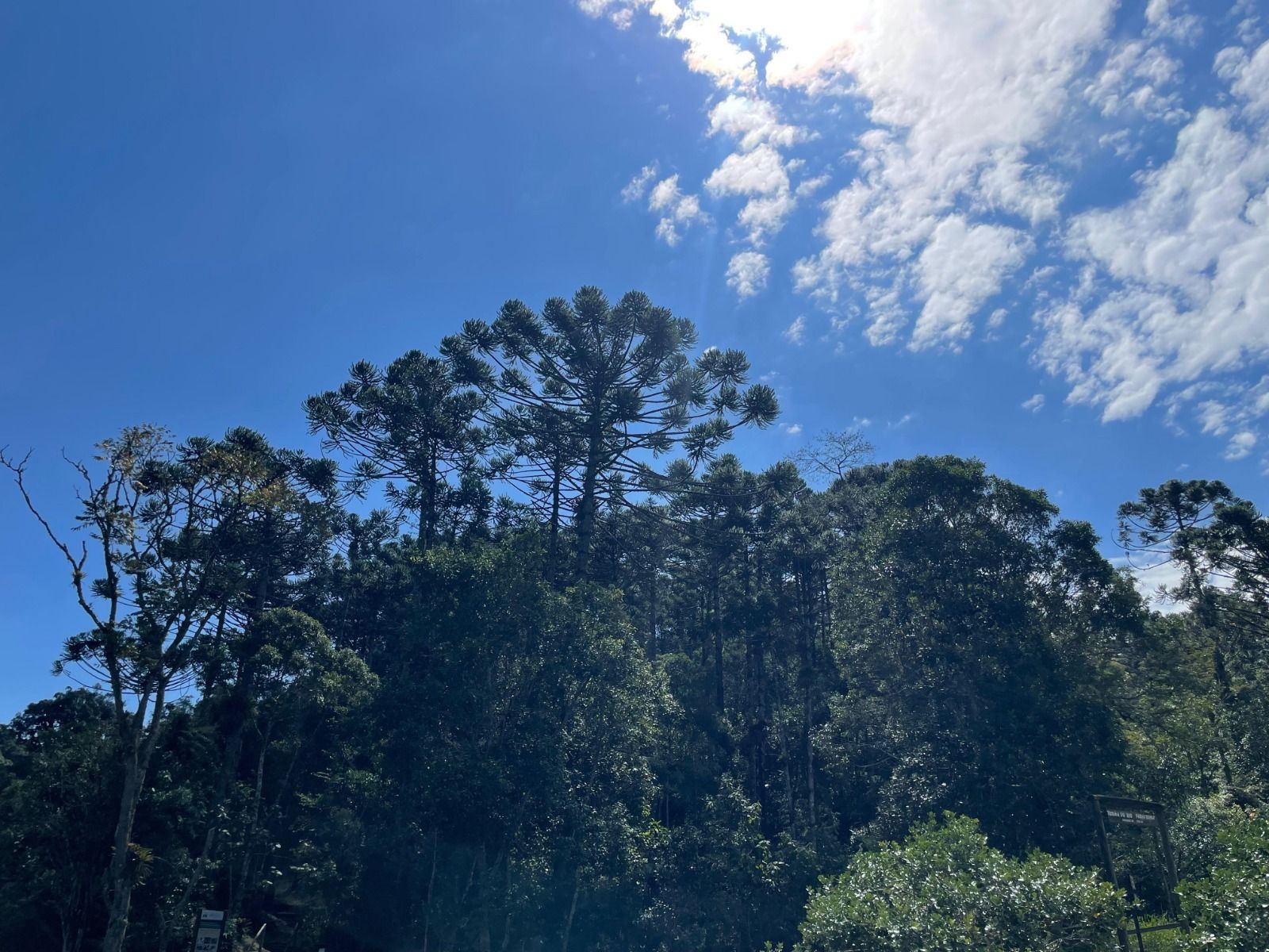 Programa ambiental paga até R$ 36 mil a produtores de araucária