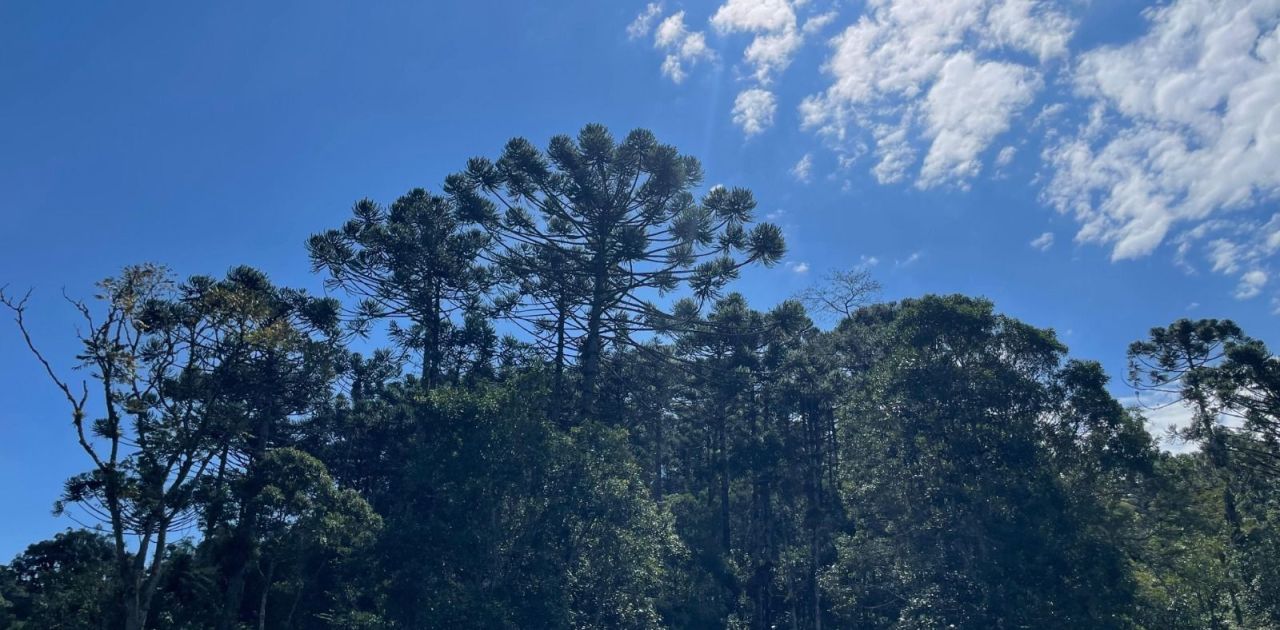 Programa ambiental paga até R$ 36 mil a produtores de araucária