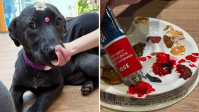 ONG promove feira de adoção com oficina de pintura ao lado dos pets em SP
