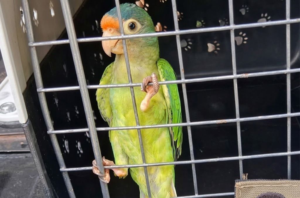 Arara é resgatada de rede de tráfico de animais na América Latina e no Caribe