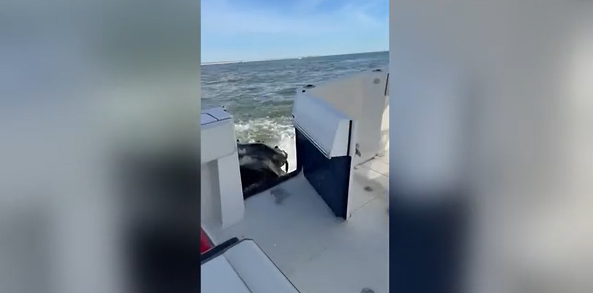 Baleia enorme colide com barco de pesca em Long Island, encharcando a embarcação e arrombando uma porta.