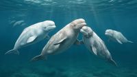 Você conhece uma baleia não-monogâmica? A beluga descobriu as vantagens desse comportamento