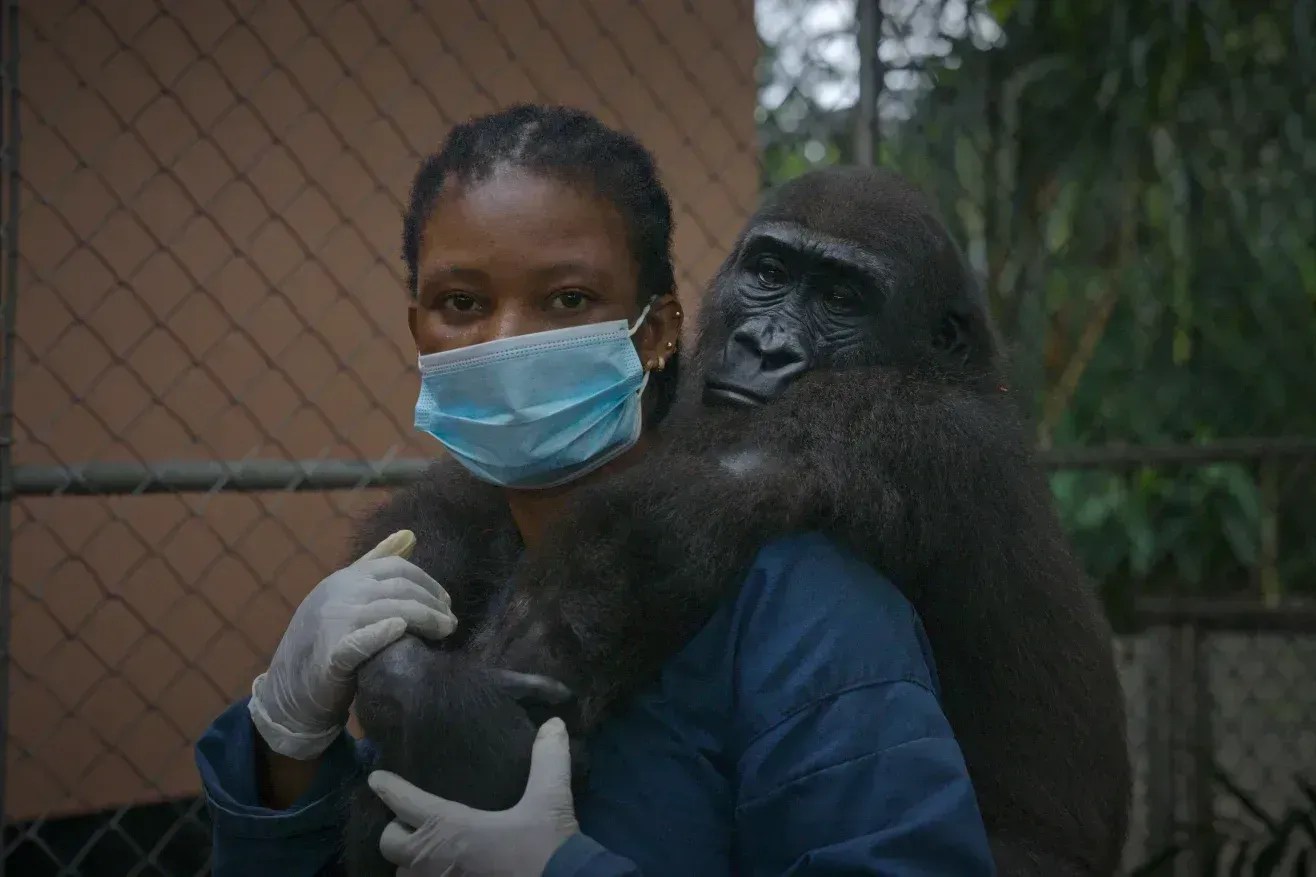 Bili e sua cuidadora, Imelda Effiong, fotografadas em setembro no Drill Ranch, um centro de resgate de primatas na Nigéria, administrado pela organização sem fins lucrativos Pandrillus • Unidos pela Vida Selvagem da Fundação Real/Tom Richards