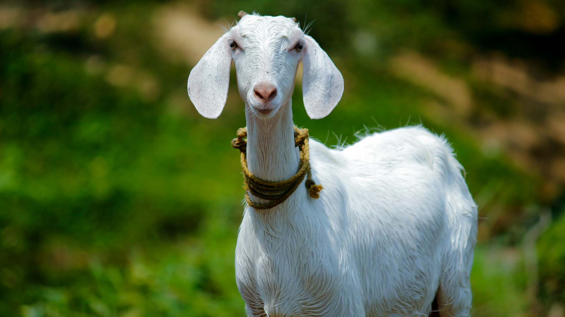 GOAT não é cabra: os animais que ganham outro significado em inglês