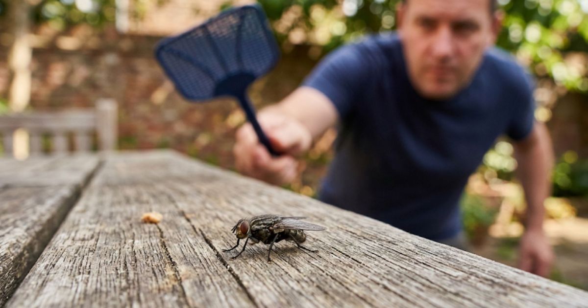 Imagem de uma mosca voando, com foco em seus olhos
