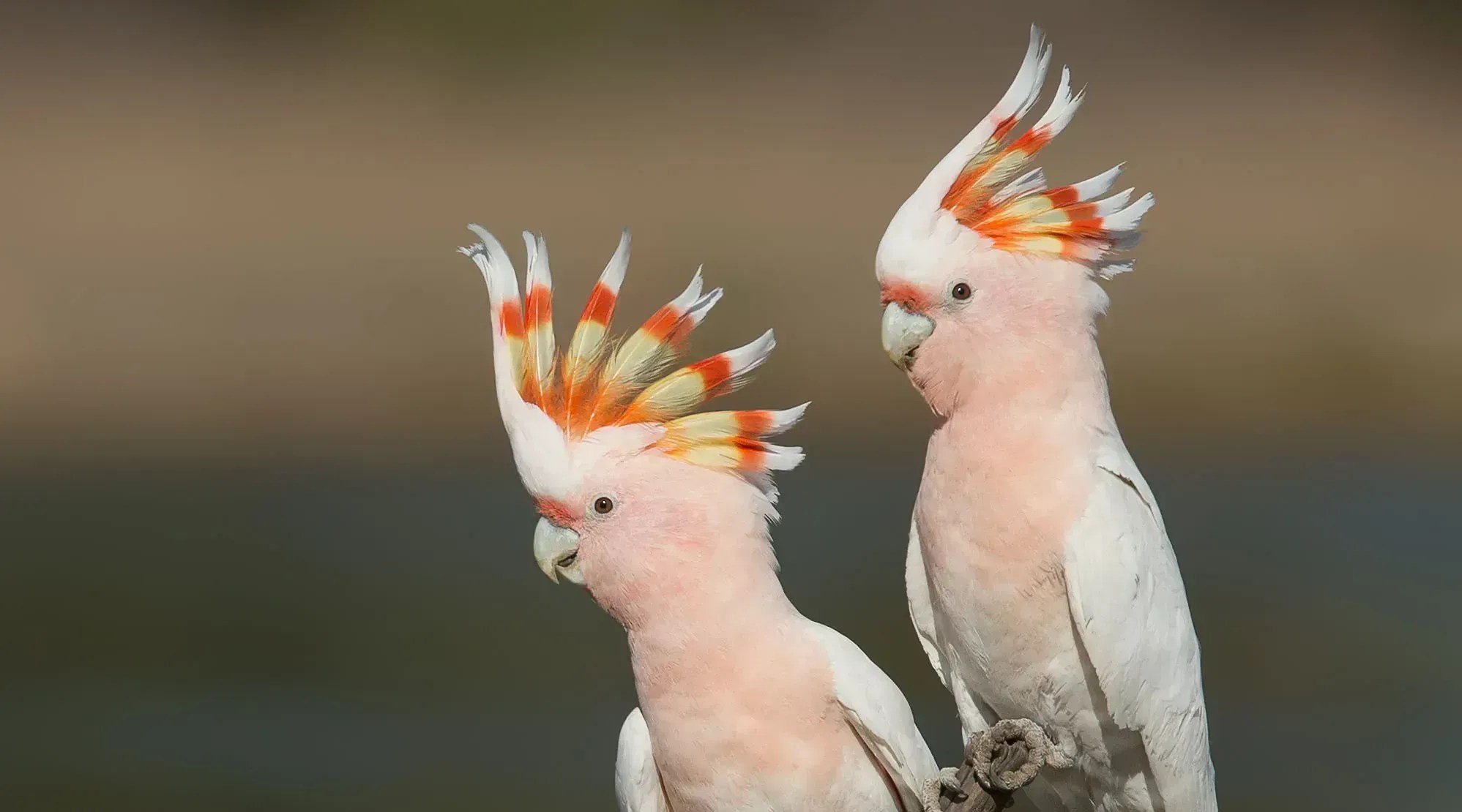 Cacatua-rosa serviu de inspiração para logo dos Jogos Olímpicos de Brisbane 2032 • BirdLife Australia/Michael Toms