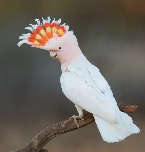 Cacatua-rosa serviu de inspiração para logo dos Jogos Olímpicos de Brisbane 2032 • BirdLife Australia/Daniel Venema