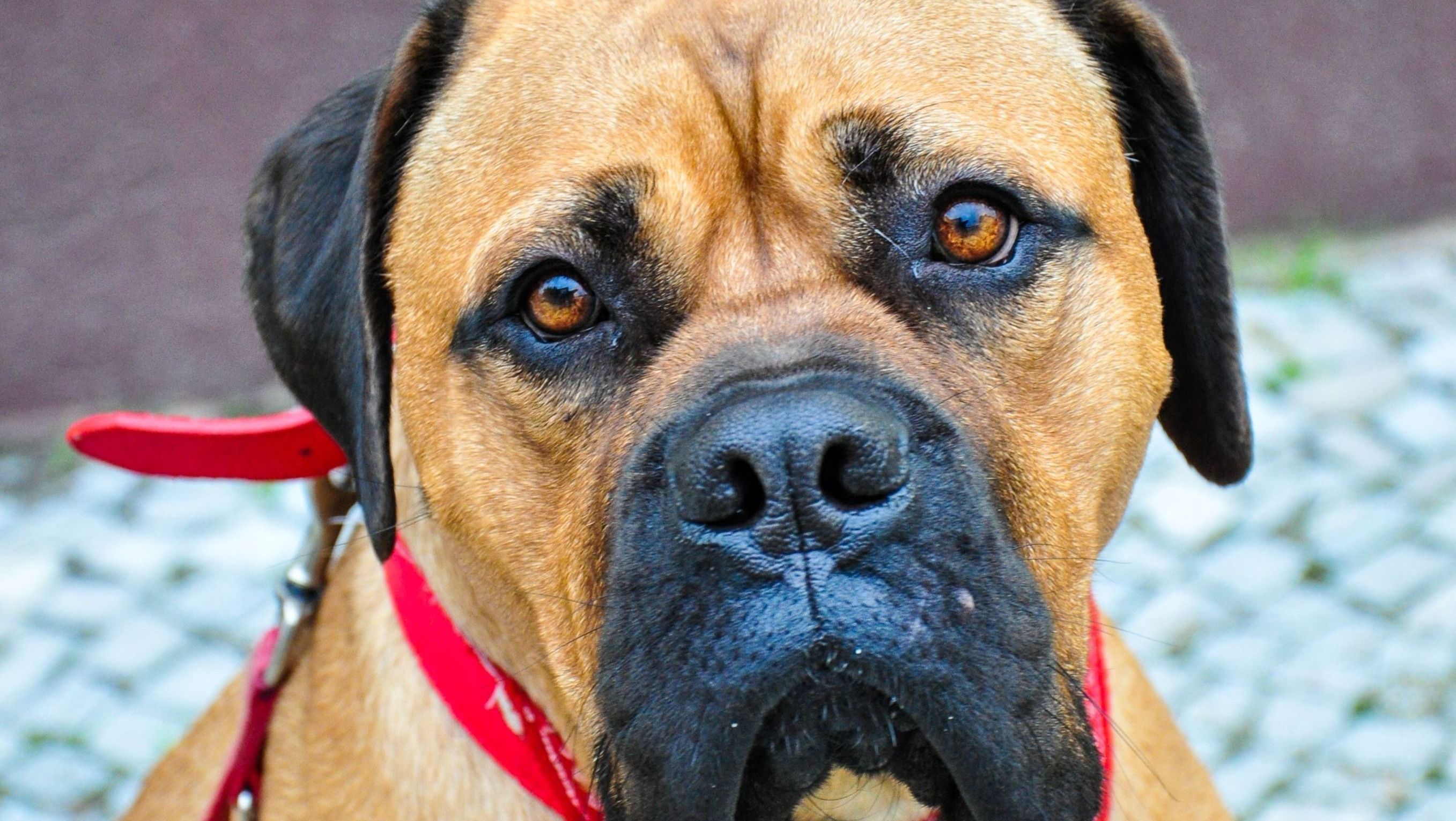 cachorro com cara de culpado