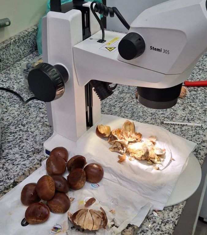 Carga de castanha é interceptada no aeroporto de Guarulhos e é detectada praga inexistente no Brasil