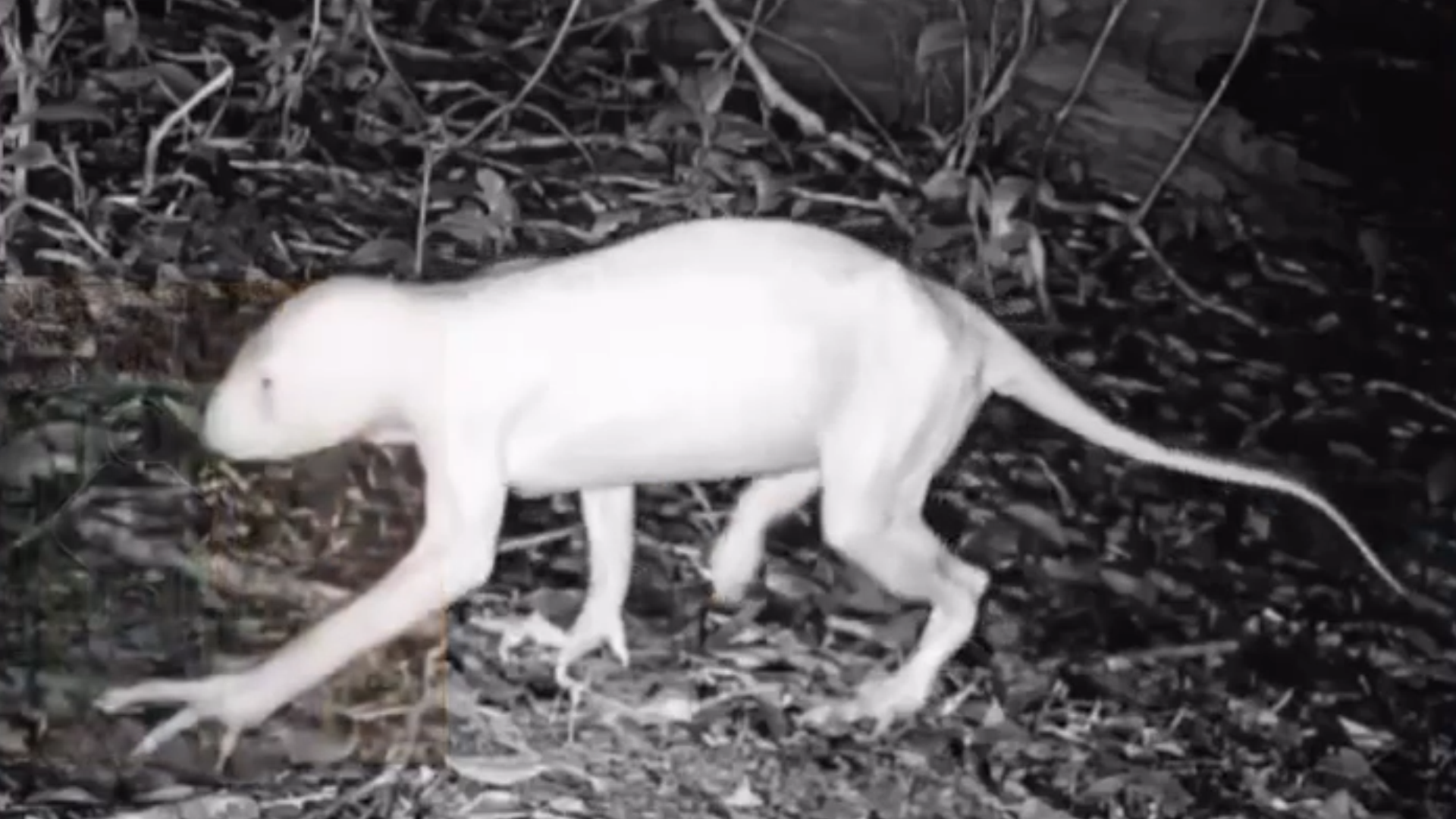 Em destaque: Ufólogo divulgou novo vídeo da criatura que vem aterrorizando o méxico