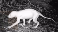 “Chupacabra” que aterroriza cidade no México é filmado; divulgação de imagens da criatura é feita por ufólogo