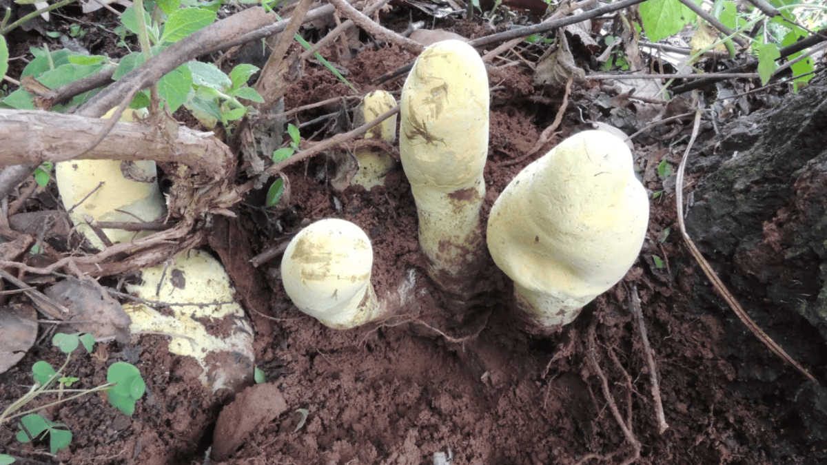 Dragões realmente existiram? O que diz a ciência sobre os primos mitológicos dos dinossauros