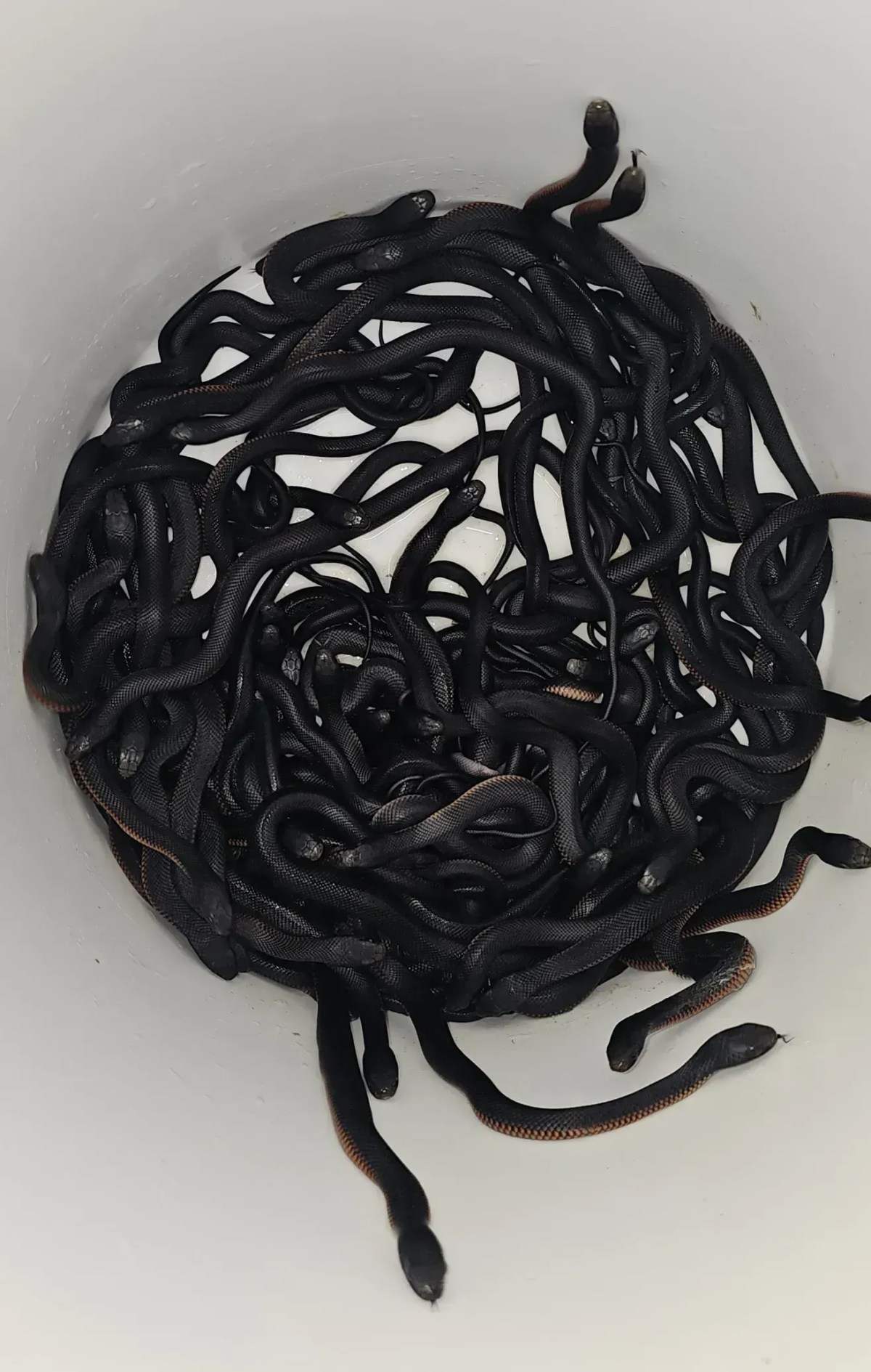 Apanhador desenterra mais de 100 cobras em uma pilha de material orgânico no quintal de uma casa na Austrália