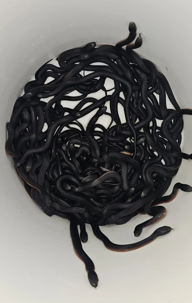 Apanhador desenterra mais de 100 cobras em uma pilha de material orgânico no quintal de uma casa na Austrália
