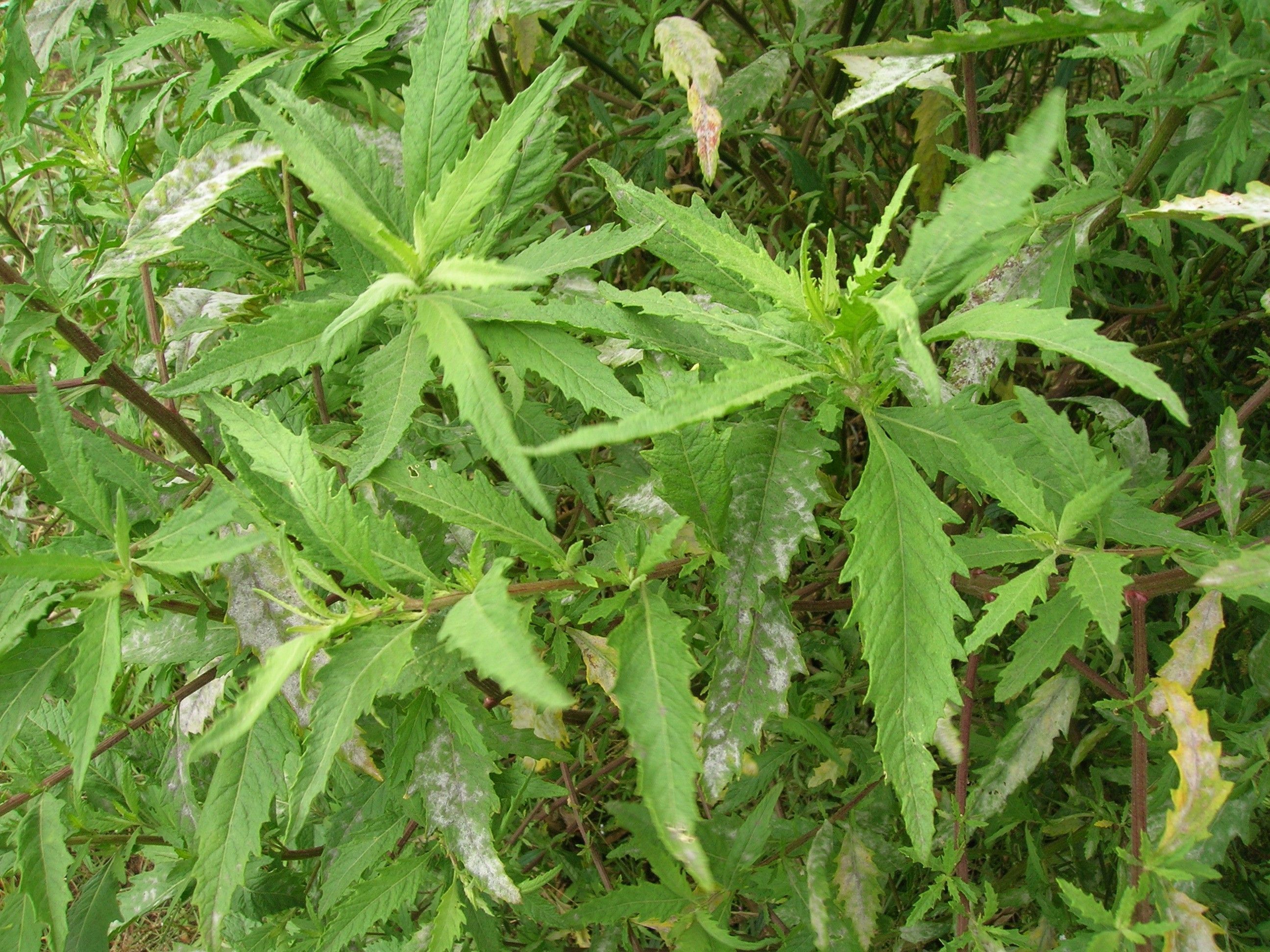 Mentruz no quintal: como cultivar a planta rústica que tempera pratos e combate pragas do solo