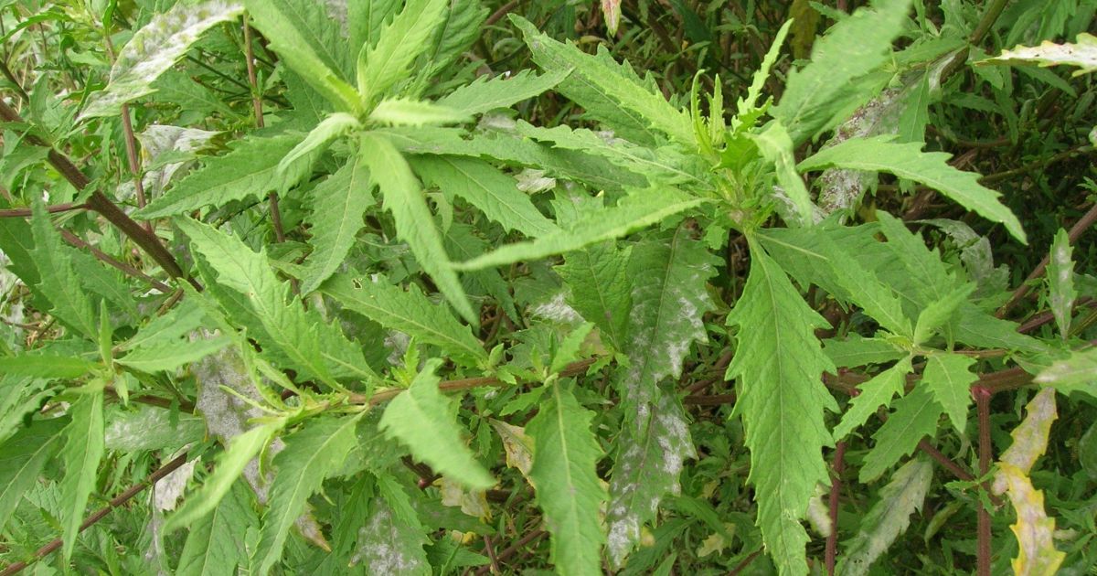 Mentruz no quintal: como cultivar a planta rústica que tempera pratos e combate pragas do solo