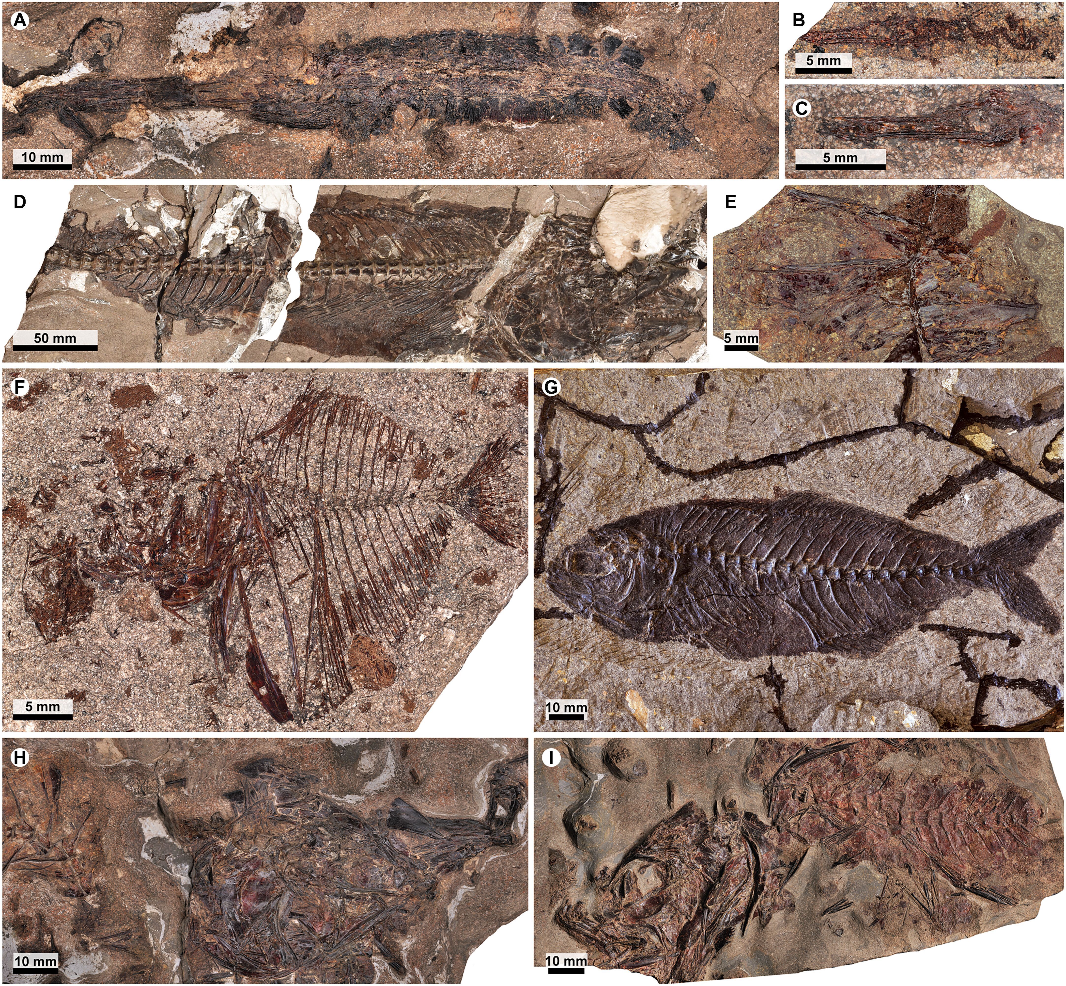 Registros de fósseis encontrados em rochas no Egito • Reprodução/Science