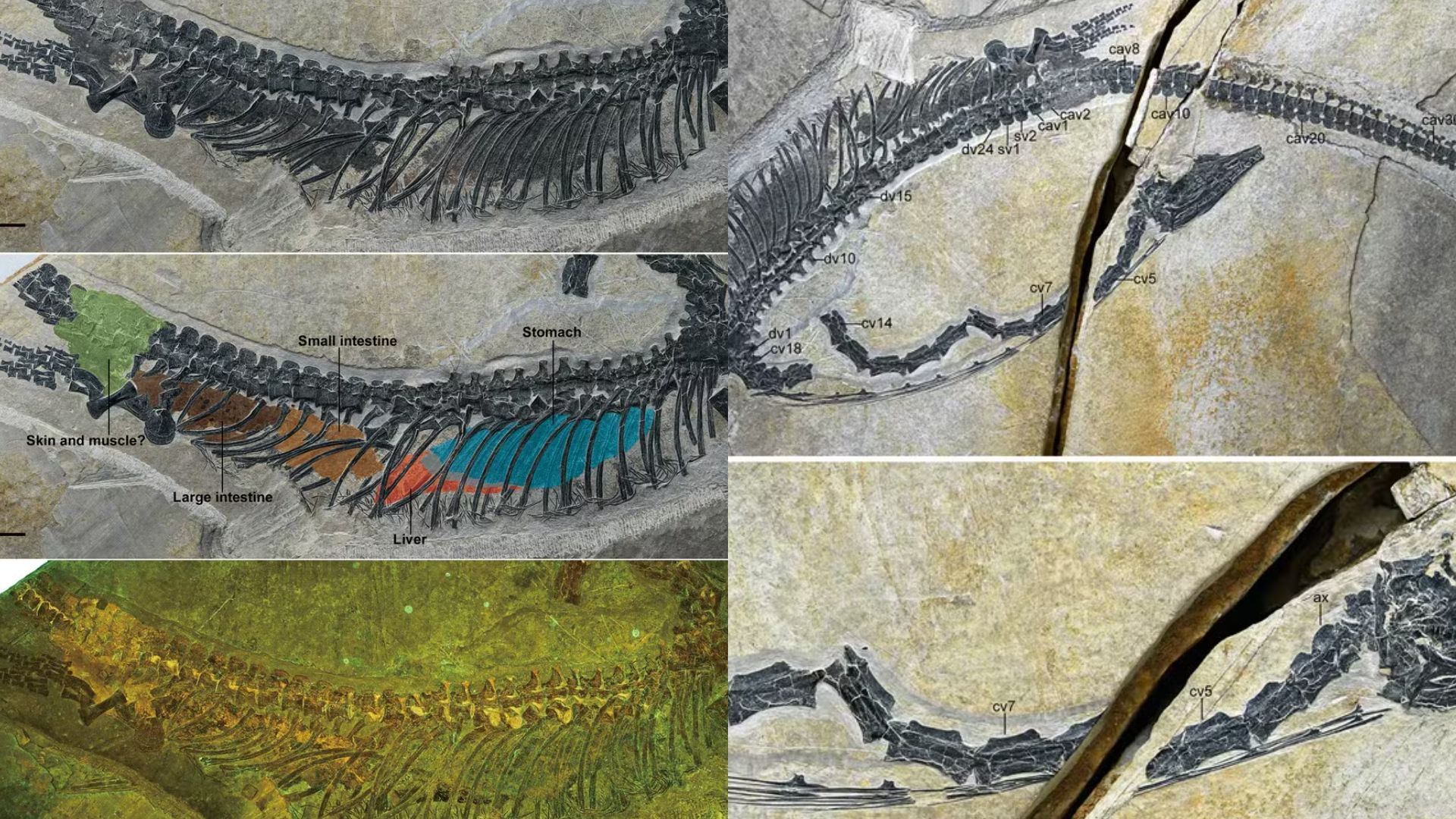 Montagem com imagens de fóssil de animal antigo