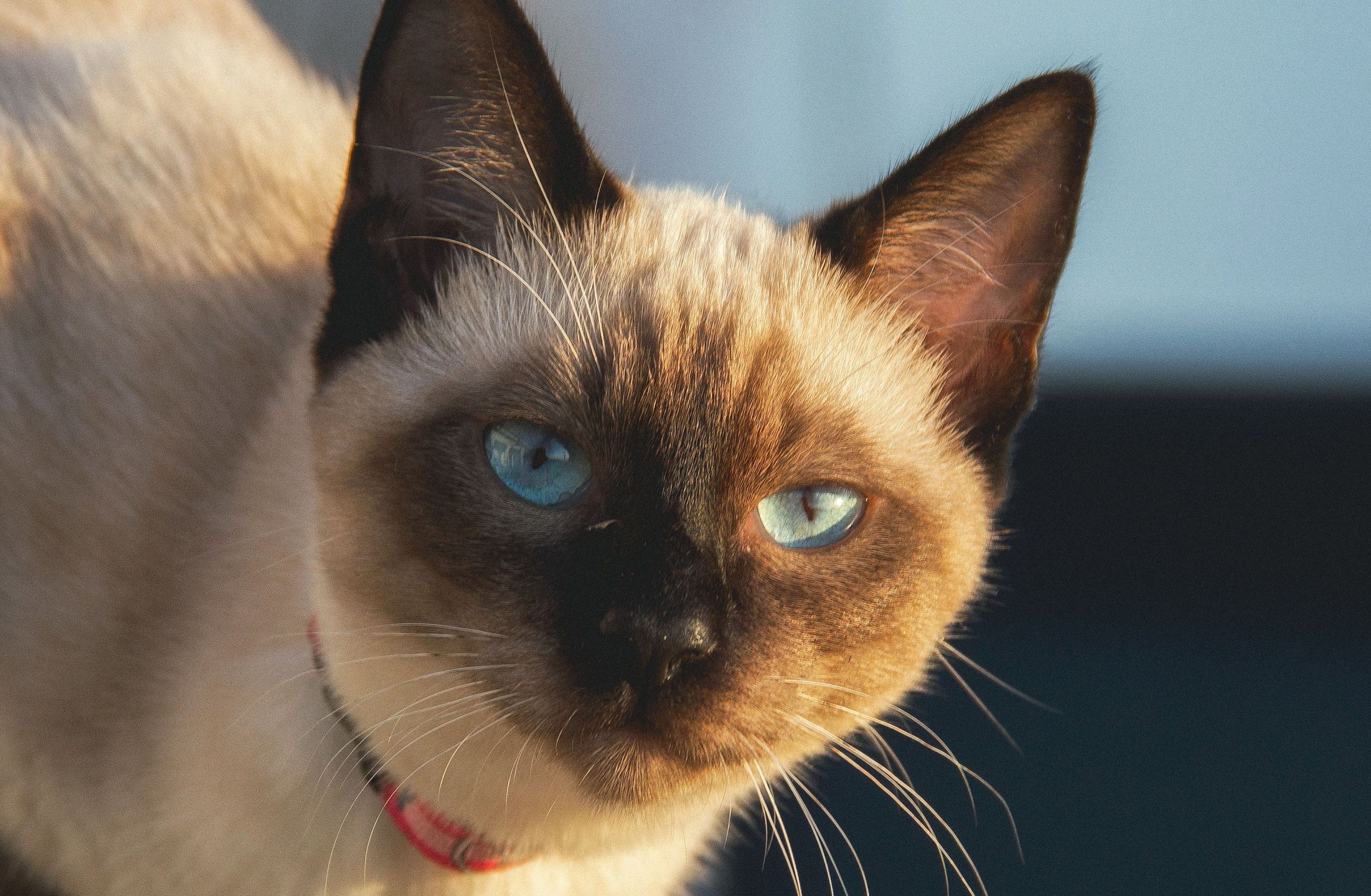 Gato cientista? Como um felino se tornou o autor de um artigo sobre comportamento atômico