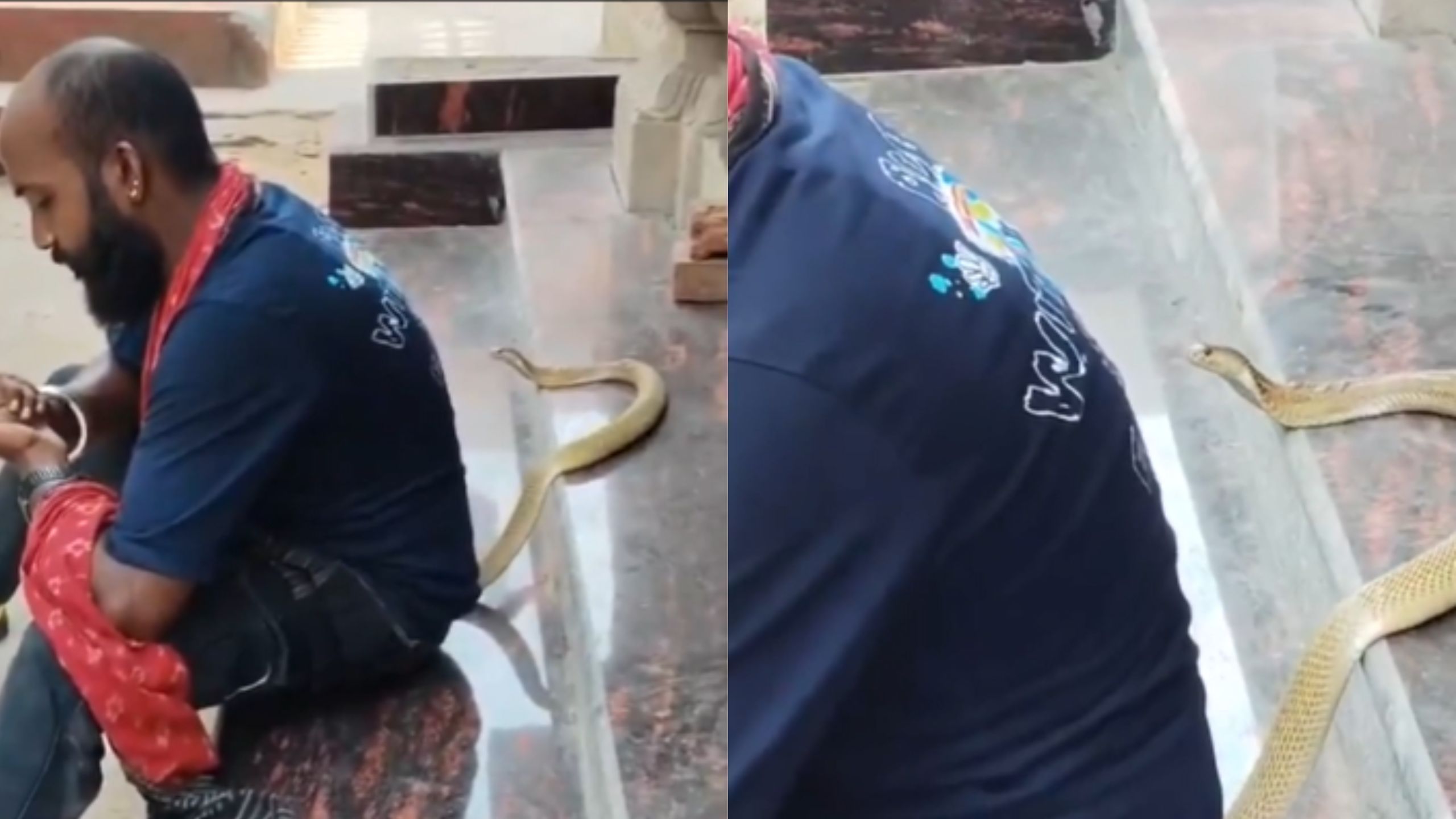 Homem morre após levar mordida de cobra venenosa enquanto gravava vídeo para as redes sociais
