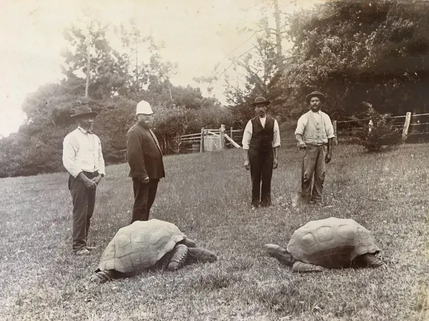 Uma foto tirada em 1882, quando Jonathan (à esquerda) chegou a Santa Helena. • AL Innes
