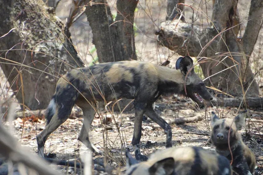 Os cães selvagens costumam deixar sua matilha natal em busca de um parceiro ao atingirem a maturidade, às vezes sozinhos, mas regularmente em grupos do mesmo sexo • Stephani Matsumshima