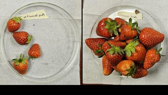 Estudo testa tecido para proteger morangos de insetos e pragas