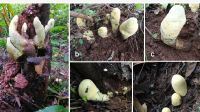 Fungo gigante de 2,2 kg que pode ter surgido logo após extinção dos dinossauros é descoberto na China