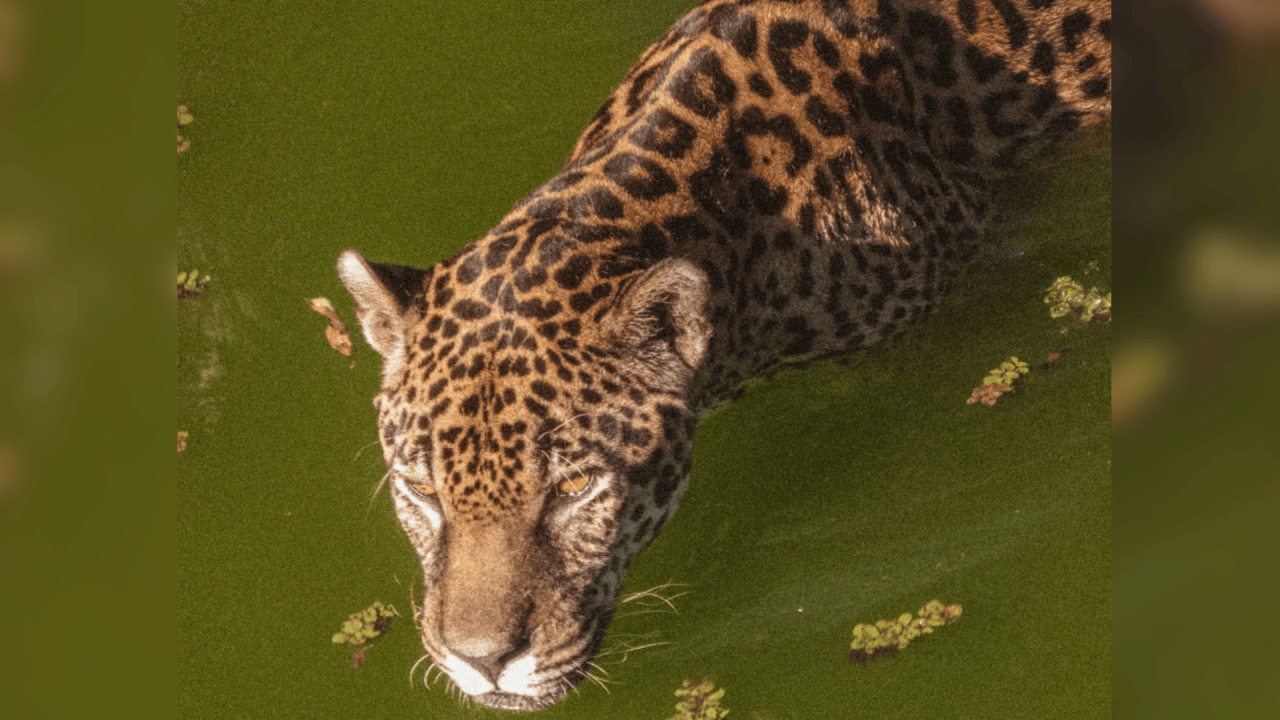 Batalhas de Rima em Foz do Iguaçu Promovem Conservação da Onça-Pintada