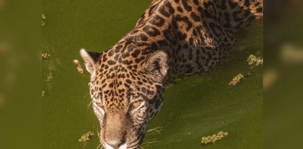 Batalhas de Rima em Foz do Iguaçu Promovem Conservação da Onça-Pintada