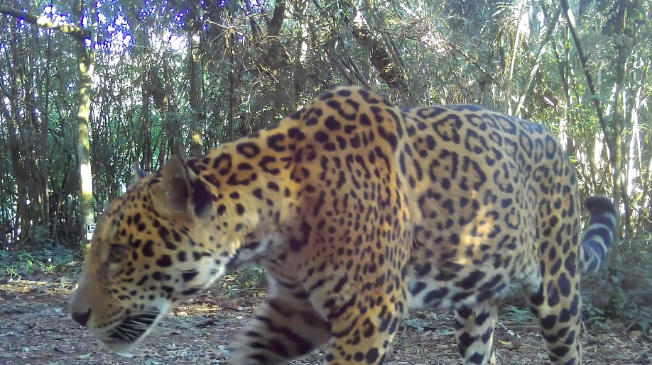 New jaguar recorded in Brazil’s Iguaçu National Park
