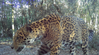 Nova onça-pintada é registrada no Parque Nacional do Iguaçu