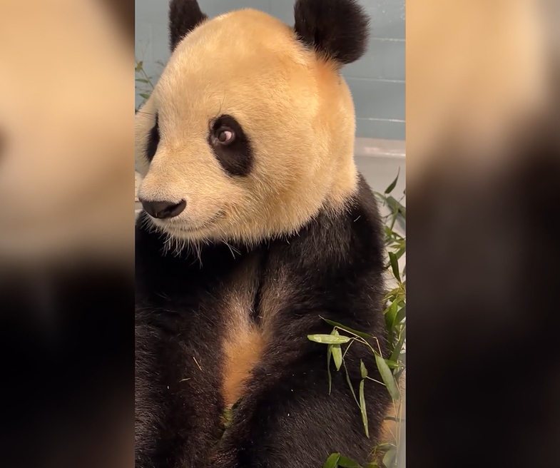 Panda Fu Shuang