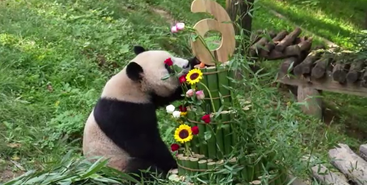 Vídeo: Panda-gigante celebra aniversário na China com bolo de bambus