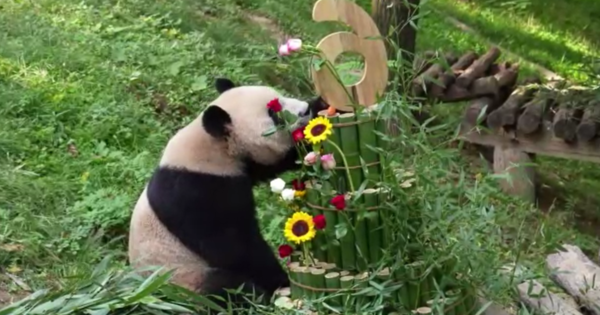 Vídeo: Panda-gigante celebra aniversário na China com bolo de bambus