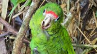Grito na floresta salvou um filhote de papagaio raro quando ele já estava nas garras de uma jiboia