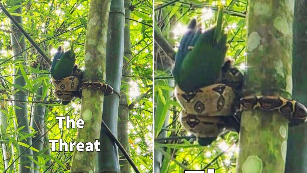 Grito na floresta salvou um filhote de papagaio raro quando ele já estava nas garras de uma jiboia