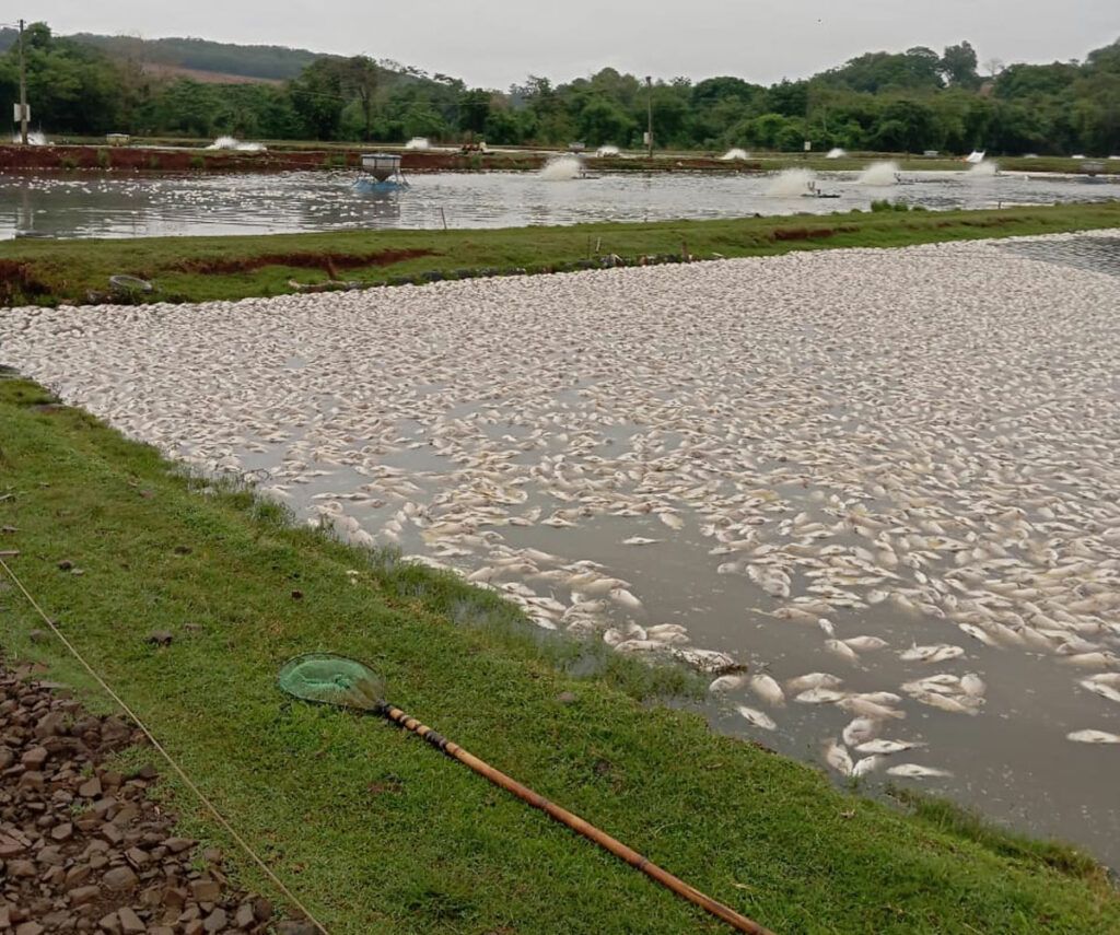 Falta de energia mata 450 mil peixes no Paraná; Copel cita temporais