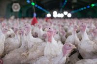 Doença de Newcastle: restrições a aves devem ser revertidas até novembro