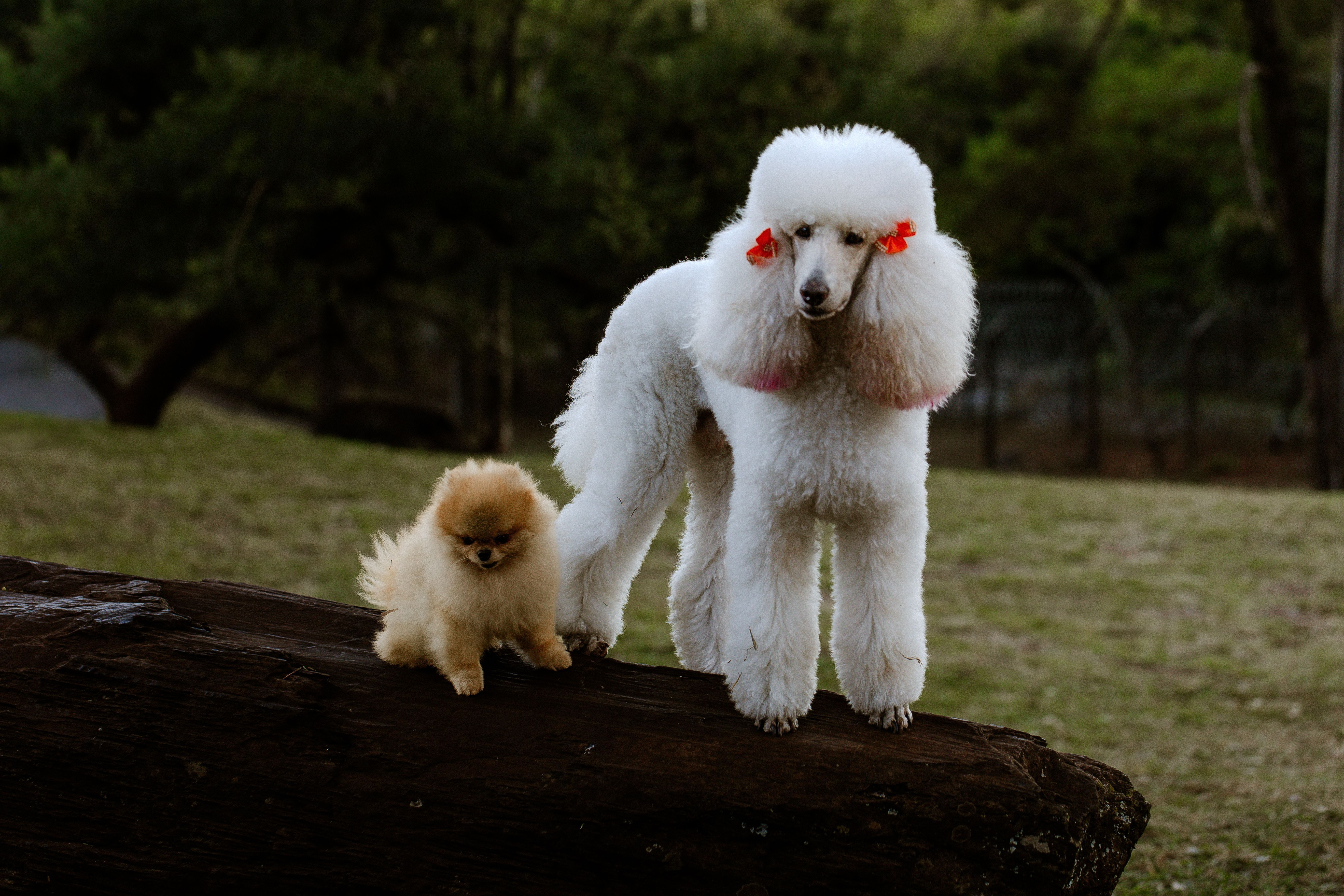 Dois cachorros em cima de um tronco de árvore: um cachorro pequeno marrom, e um cachorro grande branco