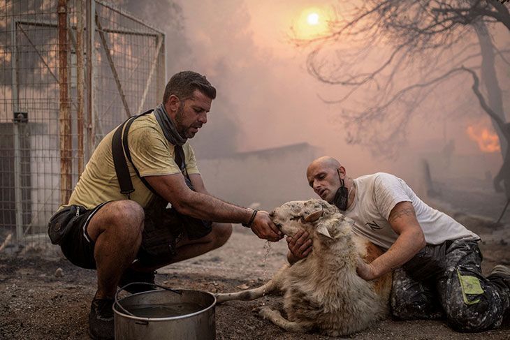 Voluntários deram água a uma ovelha resgatada de uma fazenda em chamas durante um incêndio florestal na vila de Hasia, perto de Atenas, em agosto de 2023. • REUTERS/Alkis Konstantinidis