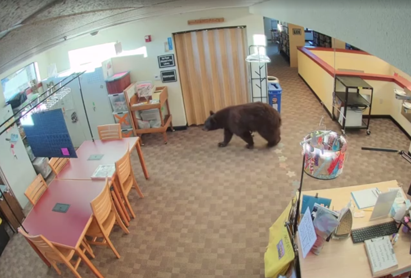 Imagem de destaque do post: Vídeo: Urso é flagrado passeando por biblioteca na Califórnia