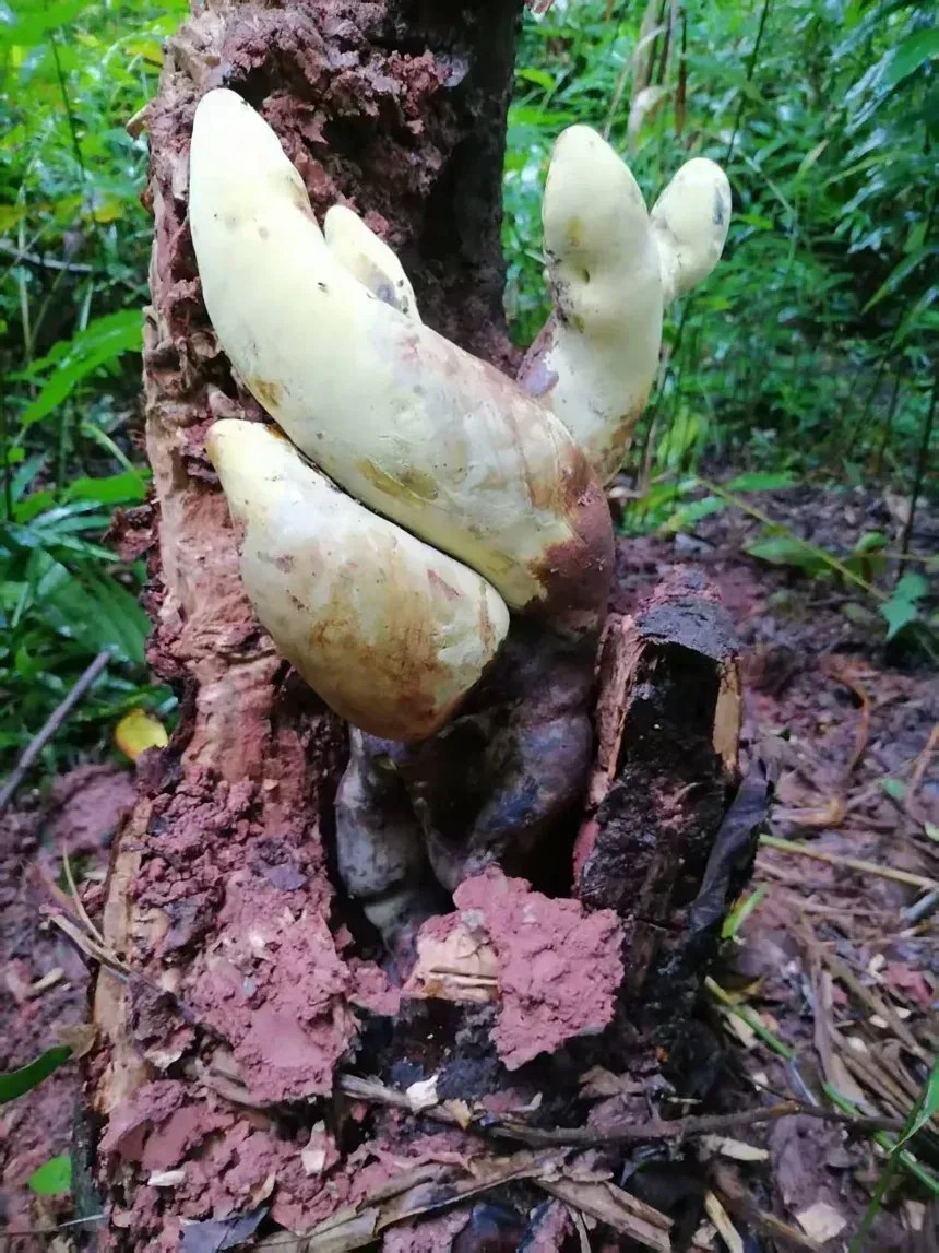 Os estromas de D. rex crescem na vertical e variam em tamanho e forma • Indunil C. Senanayake